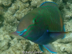smiling parrotfish @ el fanar

first u/w trials... by Betül Ündar 